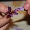 IMG_5862b