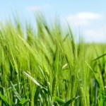 barley-872000_1280