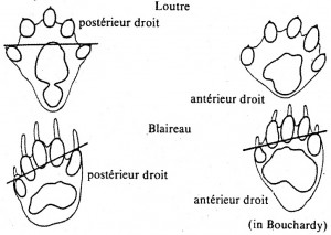 loutre03